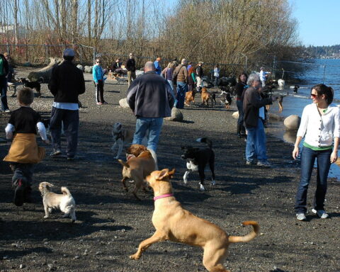 Happy doggies, with Rosie in front, Magnuson Dog Park, Off Leash area, Seattle, Washington, USA.