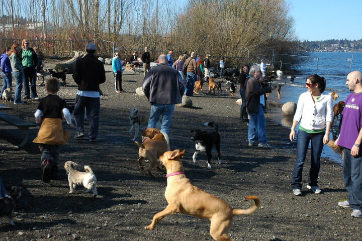 Happy doggies, with Rosie in front, Magnuson Dog Park, Off Leash area, Seattle, Washington, USA.