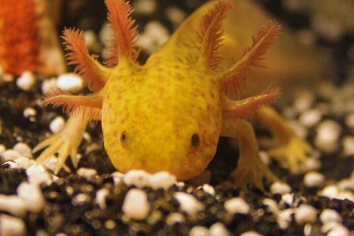 Mexican Axolotl