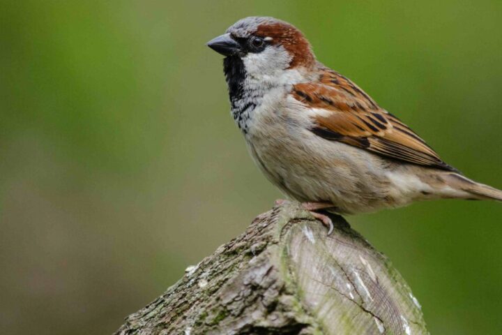 House Sparrow