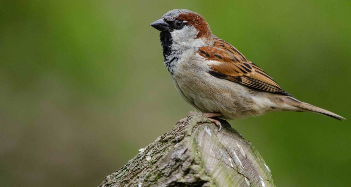 House Sparrow