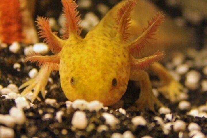 Mexican Axolotl