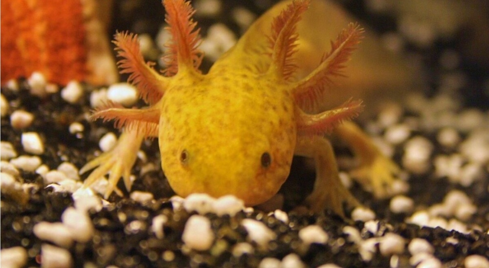 Mexican Axolotl