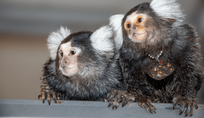 Tamarin Monkeys