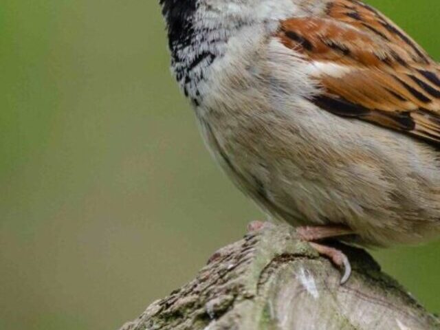 House Sparrow