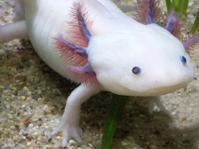 cropped-Mexican-Axolotls-Face-Population-Decline-Whats-Really-Killing-the-Water-Monster-1.webp