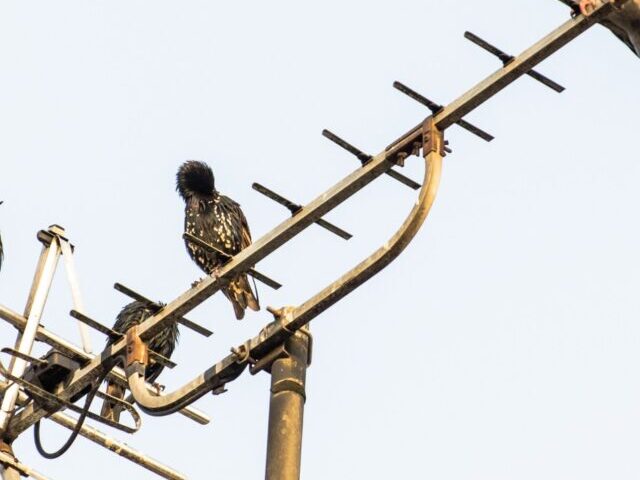 Birds Sitting on Antennas Photo Source : George Hodan ( CC0 1.0 Universal CC0 1.0 Deed)