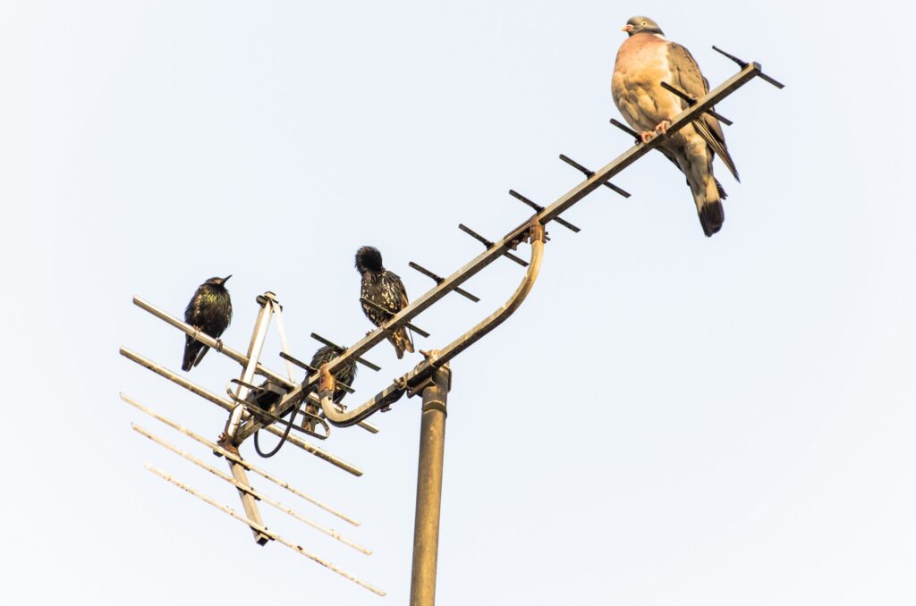 Birds Sitting on Antennas Photo Source : George Hodan ( CC0 1.0 Universal CC0 1.0 Deed)