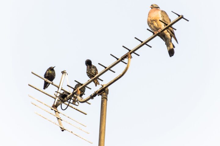 Birds Sitting on Antennas Photo Source : George Hodan ( CC0 1.0 Universal CC0 1.0 Deed)