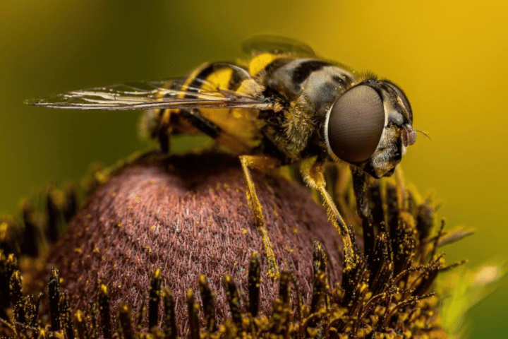 Hoverflies Are Now Declared As Threatened Species After Global Assessment