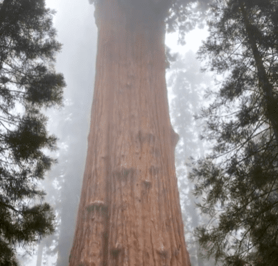 General Sherman The Giant Tree