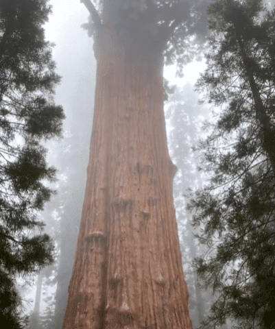 General Sherman The Giant Tree