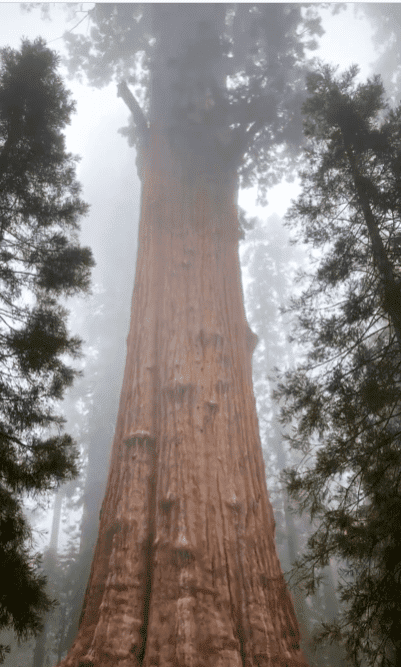 General Sherman The Giant Tree