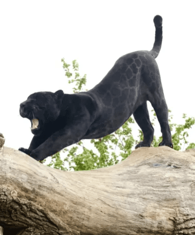 Big Cat Stretching For A Better Day