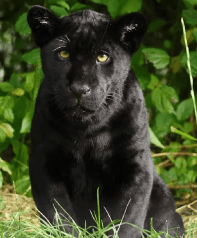 Hypnotising Gaze Of A Black Jaguar