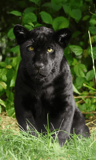 Hypnotising Gaze Of A Black Jaguar