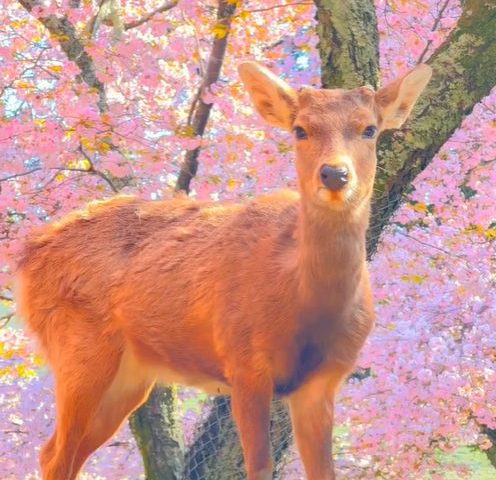 Deers Of Nara Park