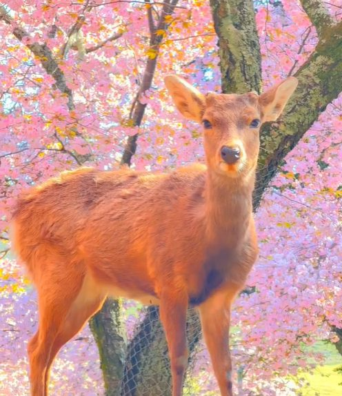 Deers Of Nara Park