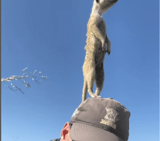 Friendly Meerkats Of Botswana