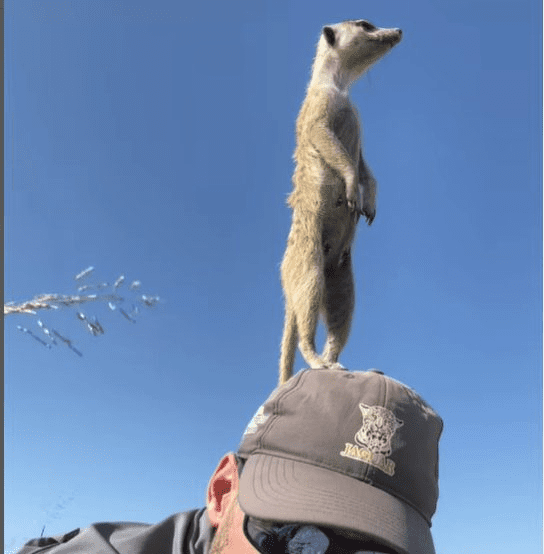 Friendly Meerkats Of Botswana