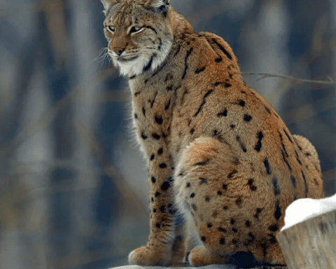 Balkan Lynx