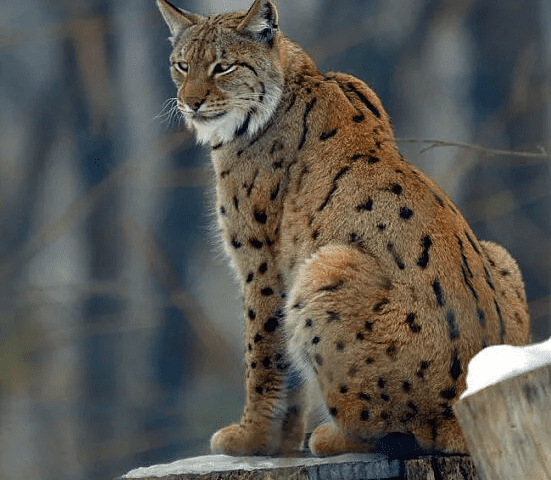 Balkan Lynx