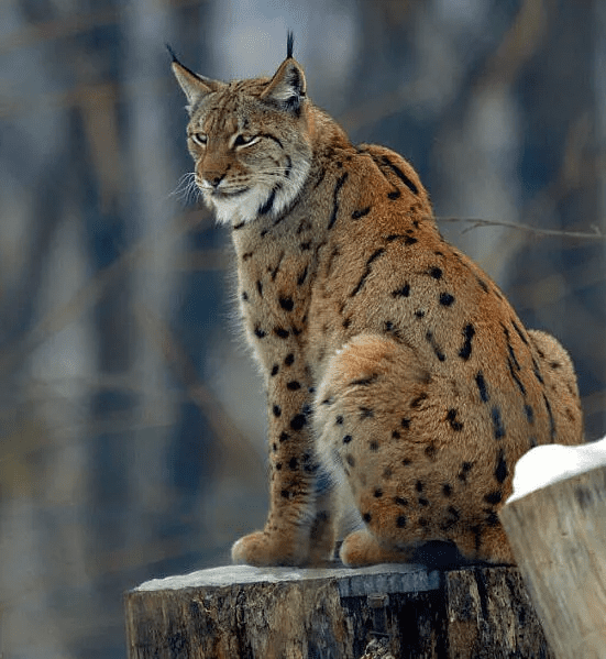 Balkan Lynx