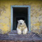 Polar Bear Photography By Dmitry Kokh