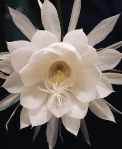 Witness The Rare Blooming Of Brahma Kamal