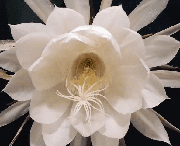 Witness The Rare Blooming Of Brahma Kamal