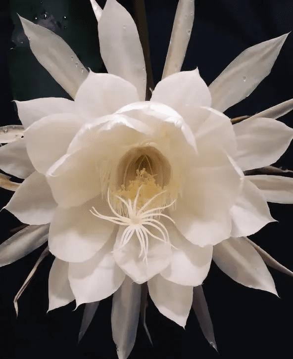 Witness The Rare Blooming Of Brahma Kamal