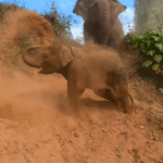 Baby elephant having fun