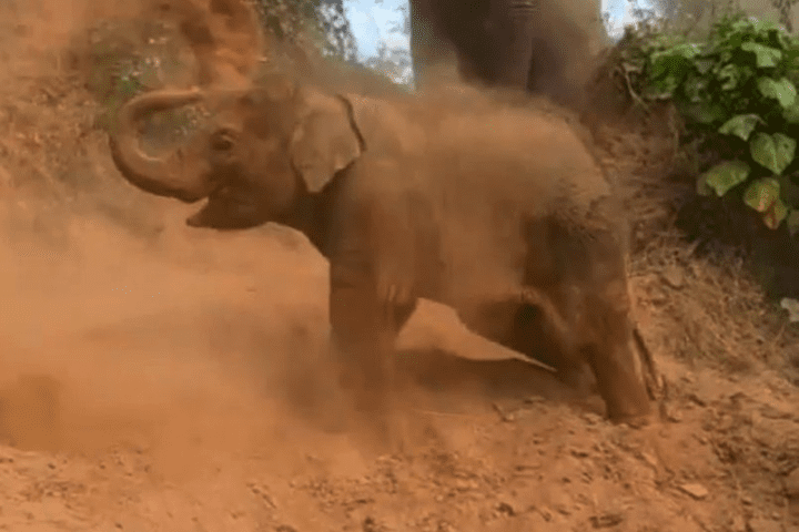 Baby elephant having fun