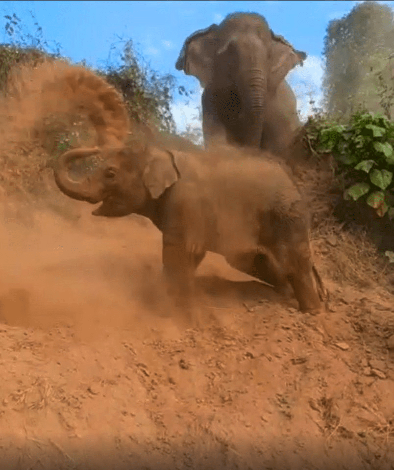 Baby elephant having fun