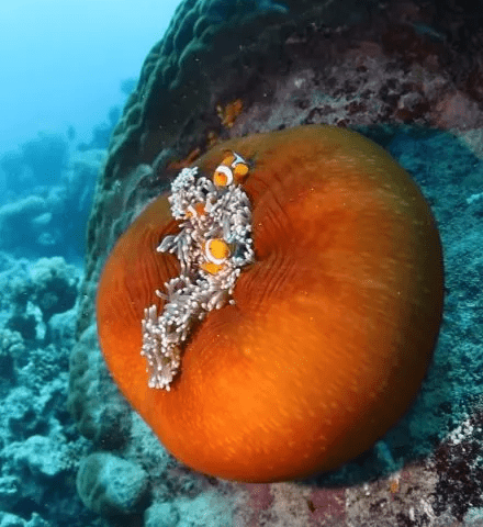 Vibrant Anemones Playing In The Reef