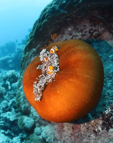 Vibrant Anemones Playing In The Reef