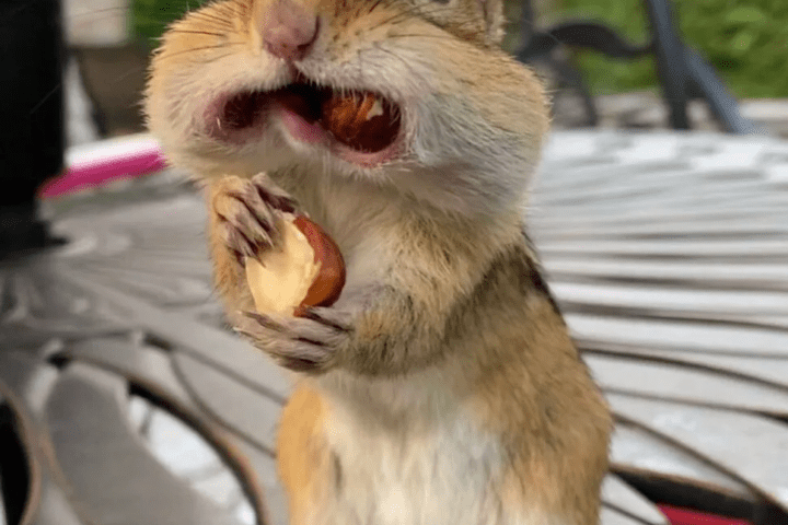 Meet Vangogh The Chipmunk Famous Squirrel