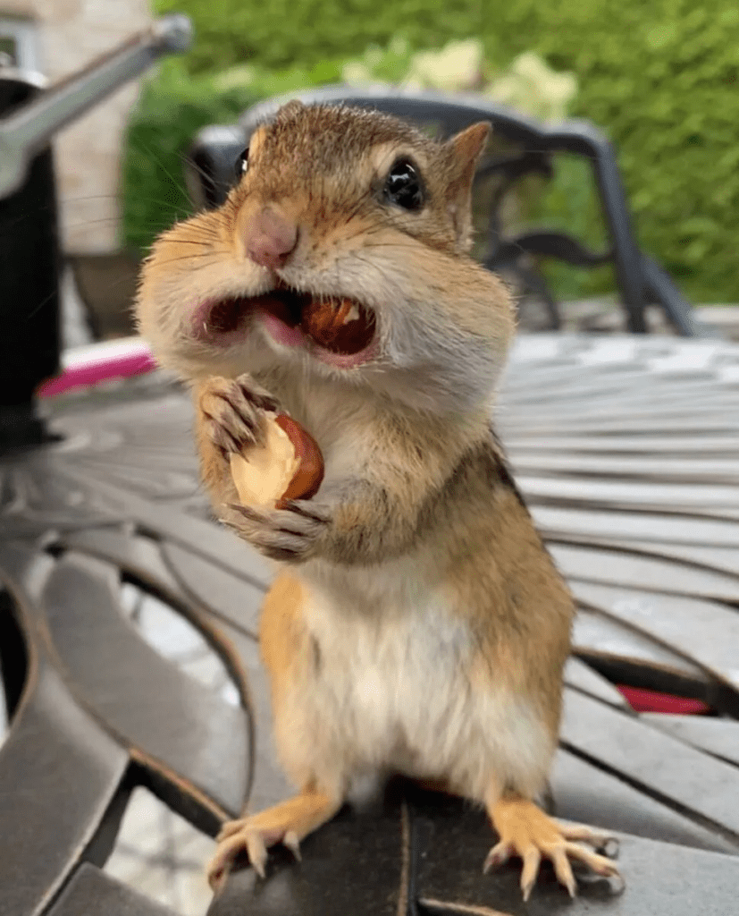 Meet Vangogh The Chipmunk Famous Squirrel