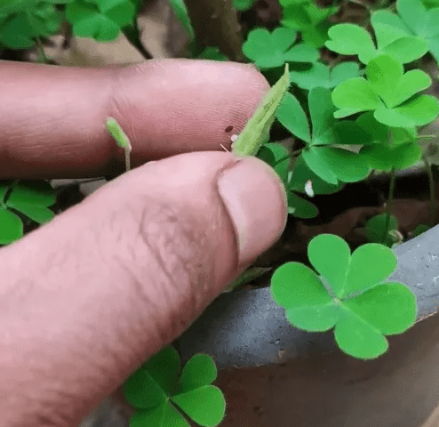 Oxalis Stricta