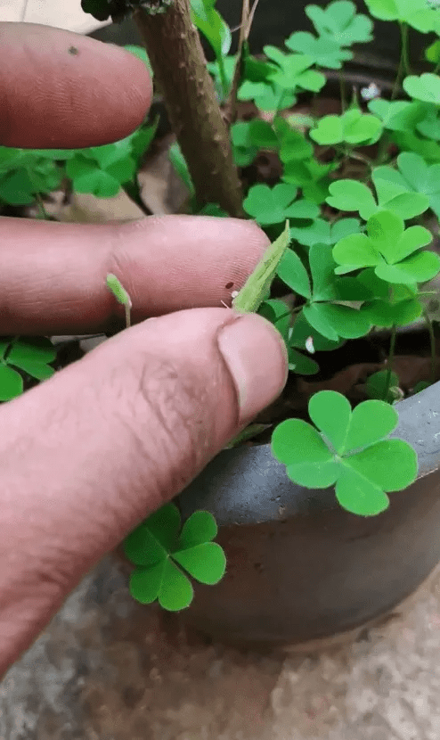 Oxalis Stricta