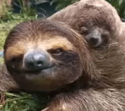 MUm and Baby Sloth duo