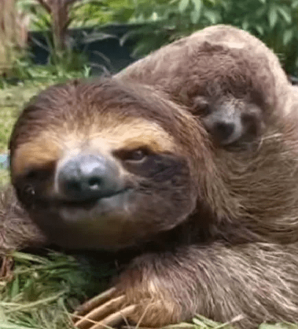 MUm and Baby Sloth duo