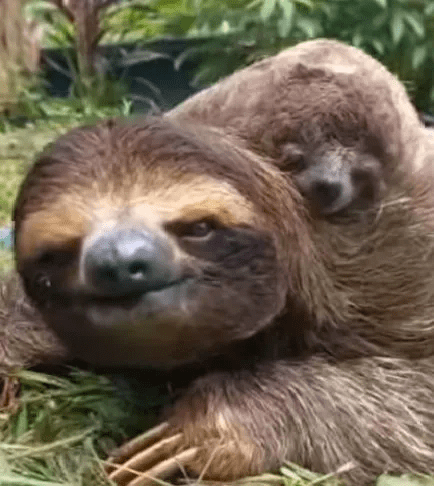 MUm and Baby Sloth duo