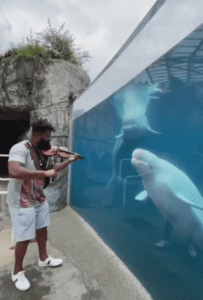 Playing Violin For Whales