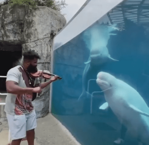 Playing Violin For Whales