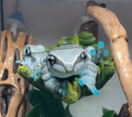 Vibrant Amazon Milk Frog