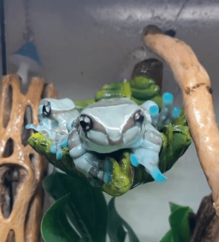 Vibrant Amazon Milk Frog