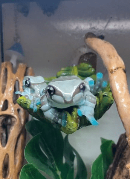 Vibrant Amazon Milk Frog