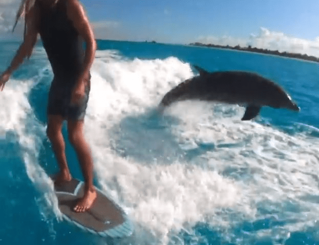 Meet Jojo, The Friendly Dolphin