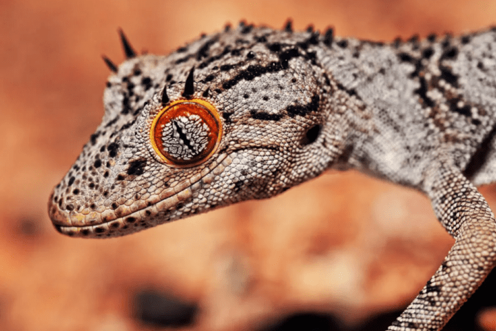 Australia Pushes A List Of Reptiles To Curb Illegal Smuggling